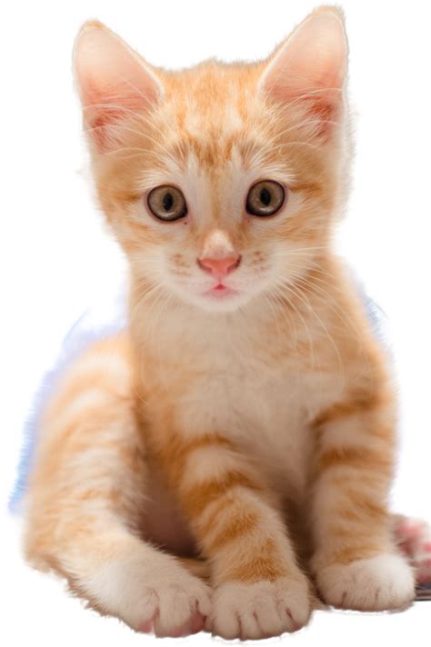 Pets - Pet Care, Shop, and Veterinary Html Template
