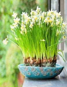 Navya germination Beautiful Flower Nargis Narcissus Imported Best Pack ...