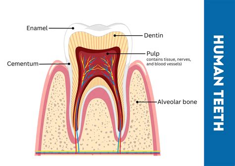 Are Teeth Bones? Shocking Difference between Teeth and Bones
