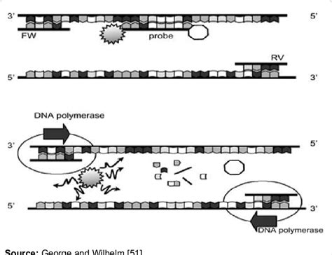 Image result for TaqMan Probe Structure