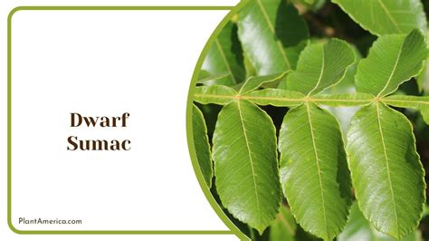 Sumac Tree Identification 的图像结果