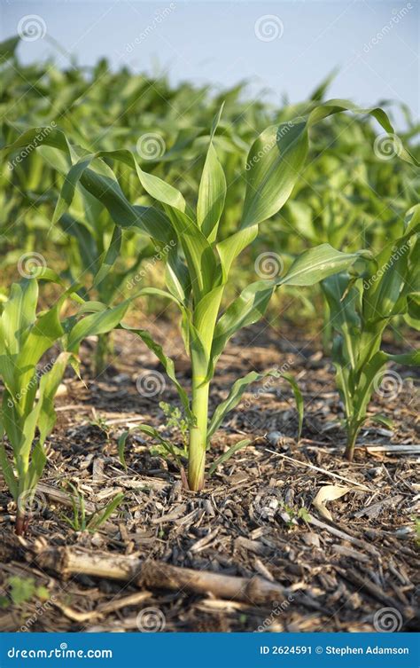 Closeup of Corn Stalk stock image. Image of landscape - 2624591