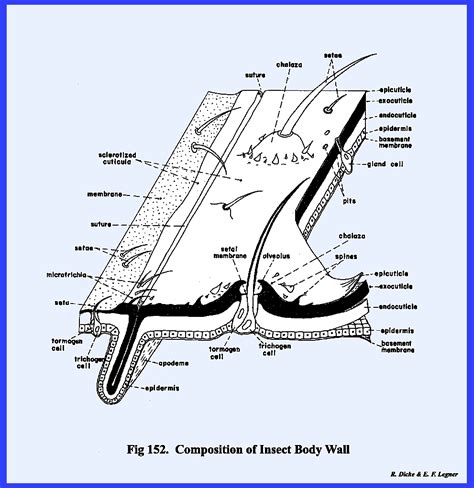 Insect 的图像结果
