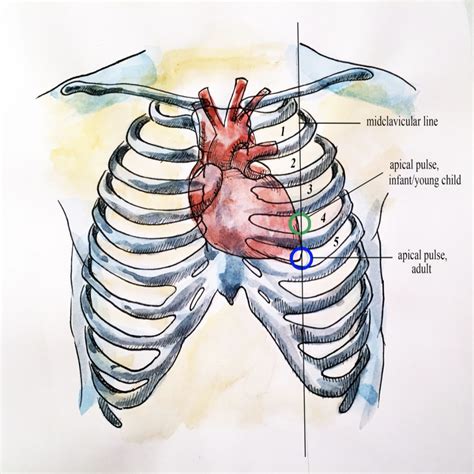 Auscultation of the Apical Pulse – Introduction to Health Assessment ...