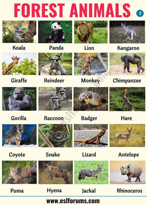 List of Animals: A Big Lesson of Animal Names with the Pictures! - ESL Forums