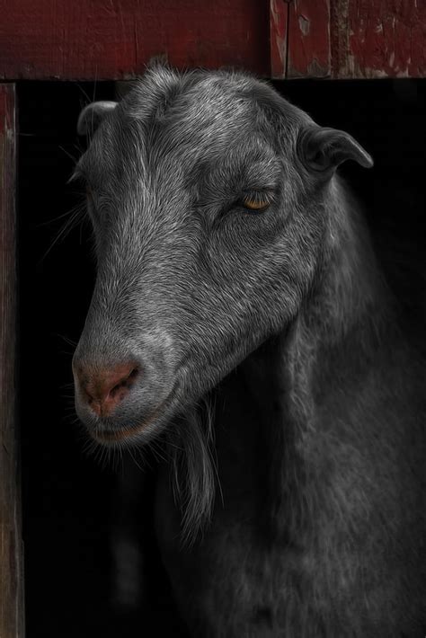 Buy Goat in Red Barn Portrait Photo Goat Art Wall Decor Goat Pictures ...