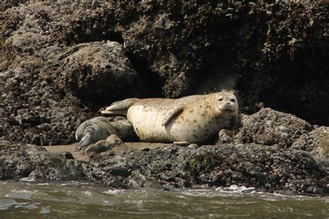 15 Fun Things to Do in Bandon, Oregon — Pines and Vines