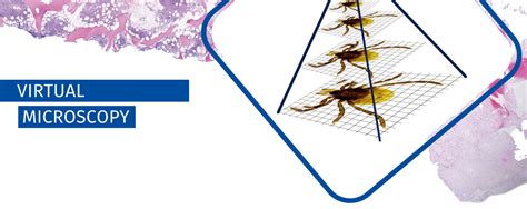 Image result for Virtual Microscopy Applications