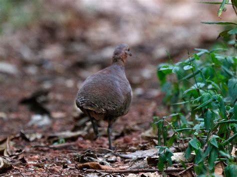 Brazilian Tinamou - eBird
