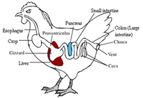 Non-Ruminant Animal Digestive System 的图像结果