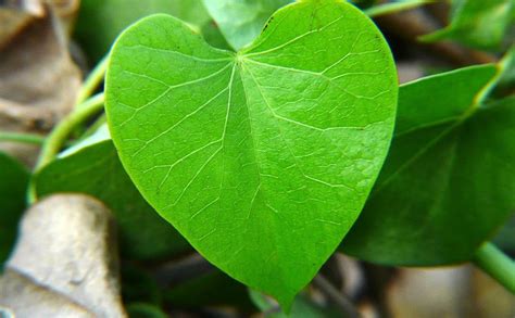 Gachwala Giloy Plant (Tinospora cordifolia) | Gulanch Medicinal Plant ...