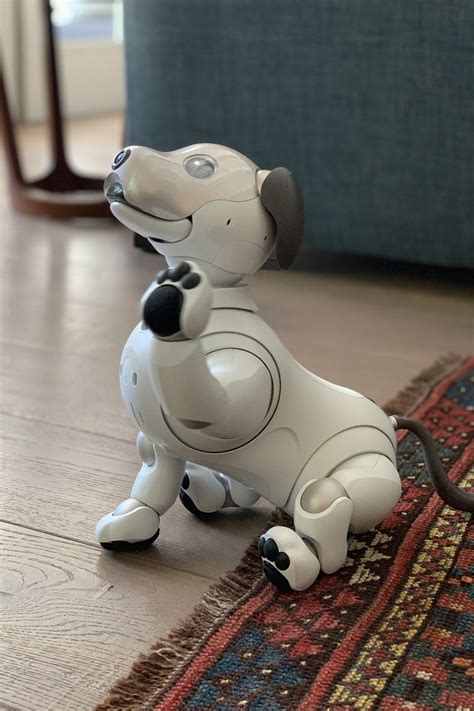 What it’s like to live with Aibo, Sony’s Robot Dog | Carley K.