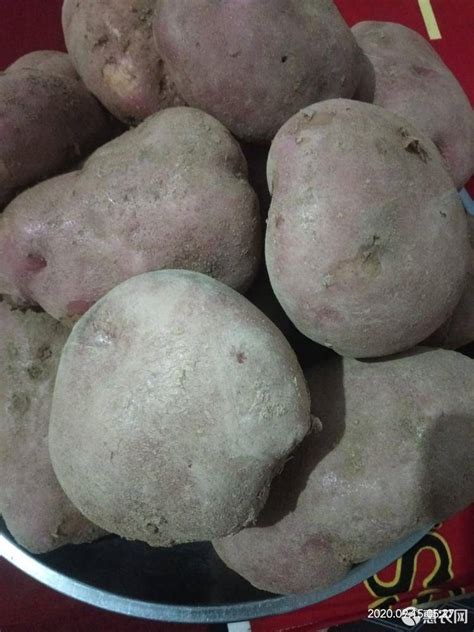 [红土豆批发]红土豆 4两以上 价格1.5元/斤 - 惠农网