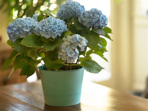 Growing Hydrangea As A Houseplant: Can Hydrangea Grow Indoors
