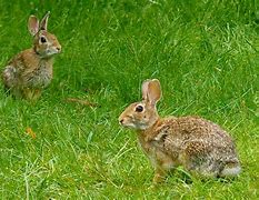 Image result for Wild Rabbits NY