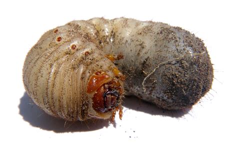 Vertaling 'grub' – Woordeboek Engels-Persies | Glosbe