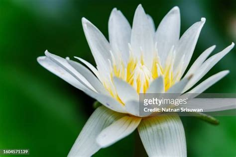 Image result for Flower Side View