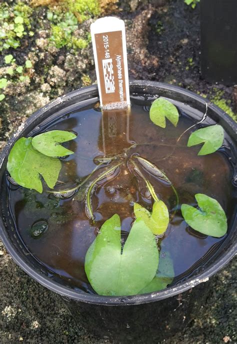 Nymphaea thermarum - pygmy Rwandan water-lily | Stellenbosch University ...