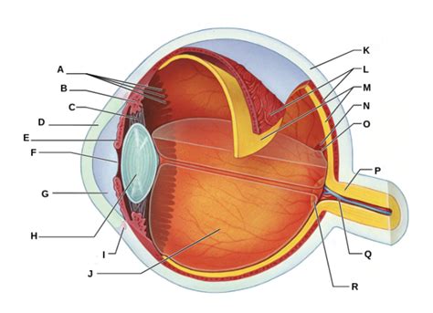 Comprehensive Study of Eye Anatomy: The Human Eye Flashcards | Quizlet