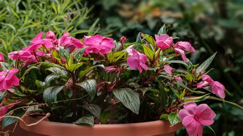 15 Indoor Plants That Thrive In Indirect Sunlight