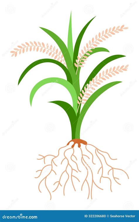 Rice Plant Illustration Showing Green Leaves Roots. Detailed Rice Crop ...
