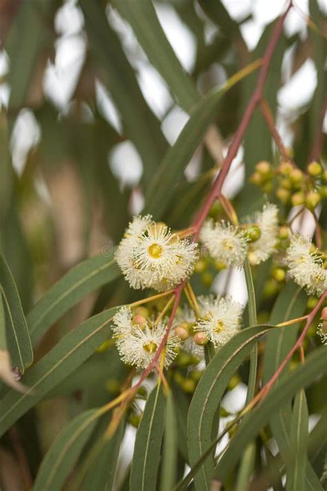 Flowering Eucalyptus Camaldulensis Stock Photo - Image of bloom, green ...