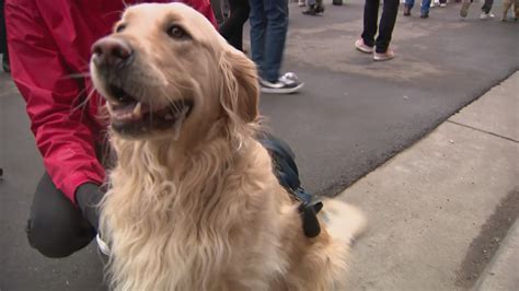 Thousands of golden retrievers are gathering in Golden, Colorado | wthr.com