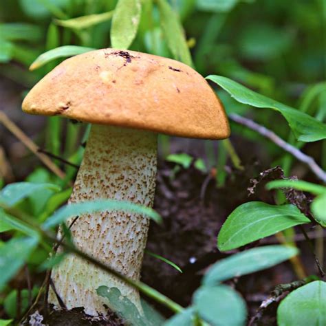 Image result for Mushroom Huge Dataset Classification Python