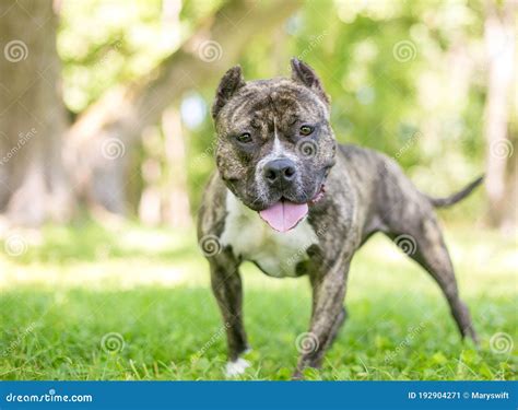 A Friendly Staffordshire Bull Terrier X Pit Bull Dog with Cropped Ears ...