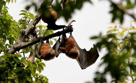 Flying Fox