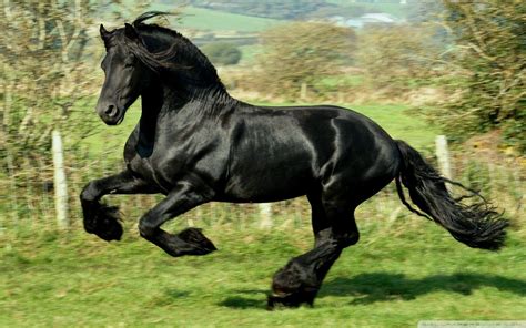 All Black Clydesdale Horse