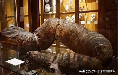 Largest Poop Record 的图像结果