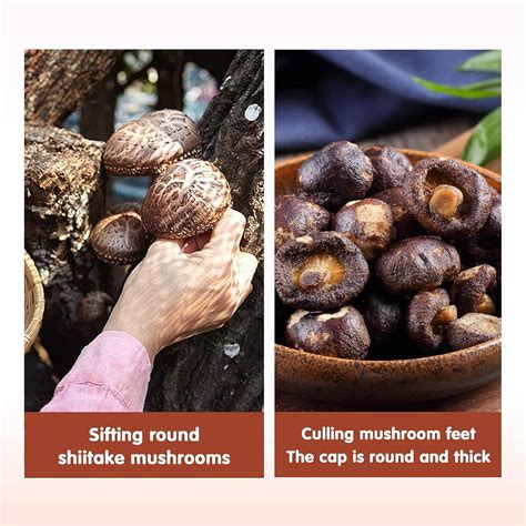 BESTORE Shiitake Mushroom Crisp Dried Crunchy Seasoned Mushroom Chinese ...