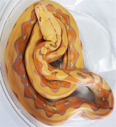 Image result for Albino Tiger Reticulated Python