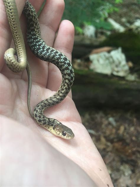 Garter Snake Baby