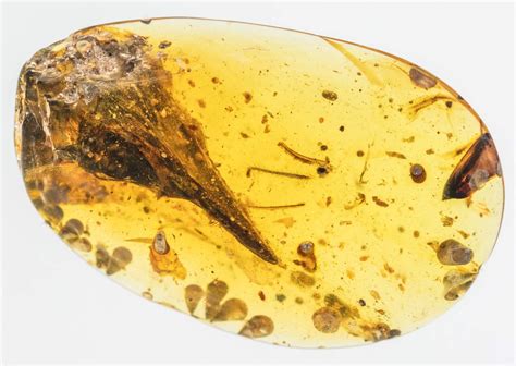 琥珀中的白垩纪生物：世界最小恐龙比蜂鸟小却有100颗牙齿|琥珀_新浪新闻