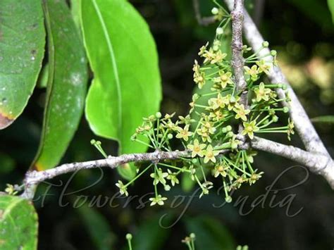 Bildergebnis für salacia