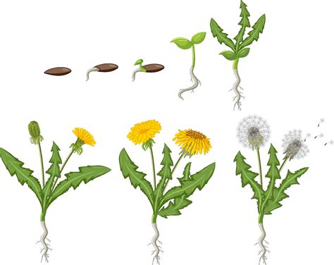 Set of dandelion life cycle 7104070 Vector Art at Vecteezy