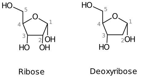 RNA Nucleotide Structure 的图像结果