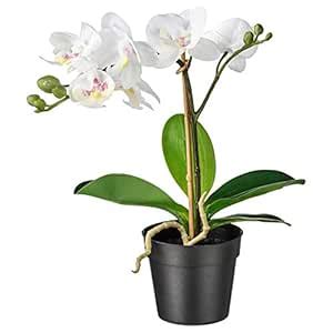 Buy Ikea FEJKA Artificial potted plant, Orchid white 9 cm Online at Low ...