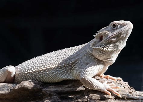 Bearded Dragon White Color