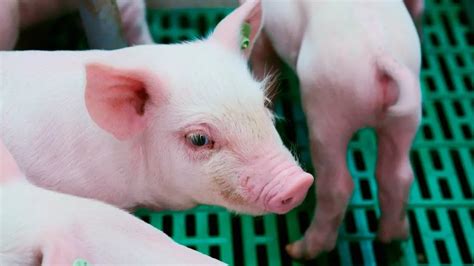 自动化养猪需要监测哪些数据 智能数猪 - 哔哩哔哩