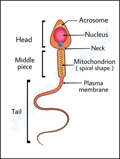 Sperm: Structure ||Class 12 Biology