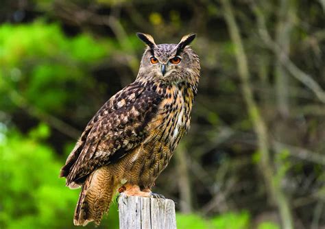 Eurasian Eagle-owl Animal Facts - Bubo bubo - A-Z Animals