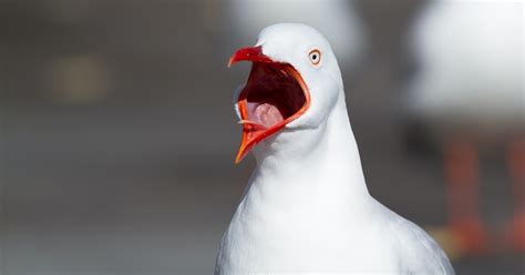 Image result for Shell-Shocked Effect