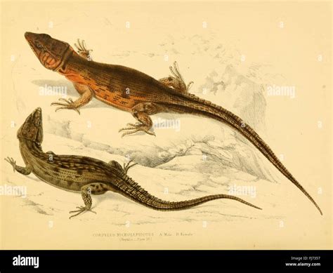 South Africa, zoology, animal species, wildlife, natural history, South African fauna ...