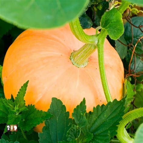 How to Grow Pumpkins at Home - The Kitchen Garten
