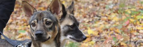 Harvest Mites in Pets - FOUR PAWS International - Animal Welfare ...