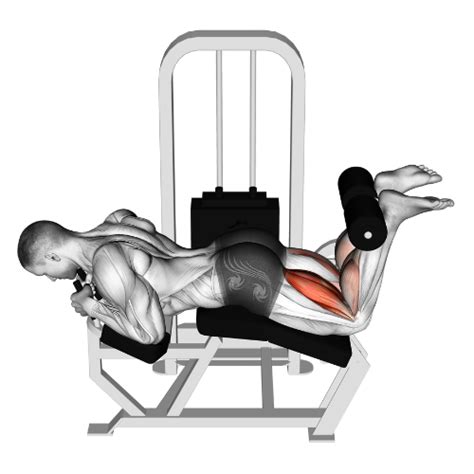 Leg Curl Machine Exercise 的图像结果