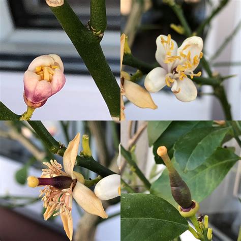 Lemon - Growth stages
